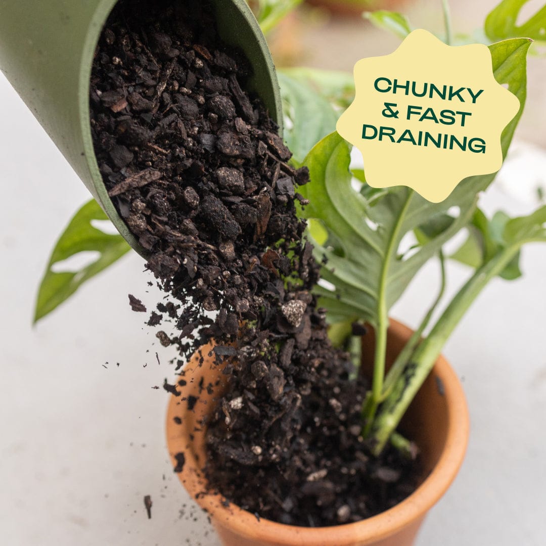 Rosy Soil Aroid Mix - Image 3