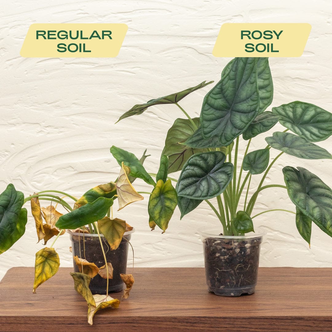 Rosy Soil Aroid Mix - Image 4