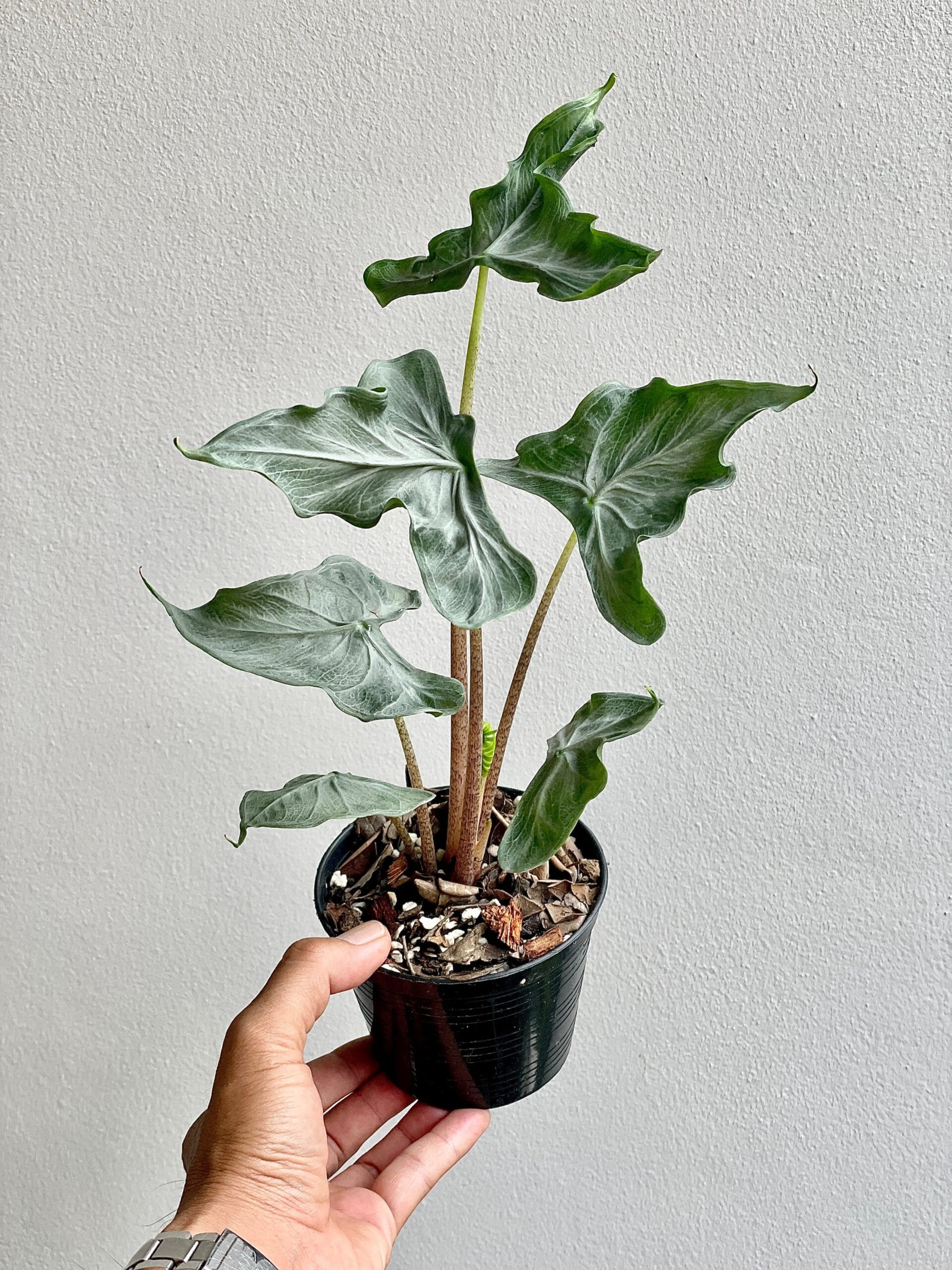 Alocasia Holy Grail