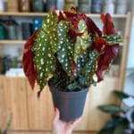 Begonia maculata with characteristic spotted variegated foliage