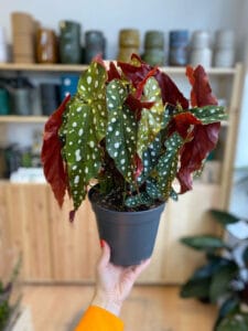 Begonia maculata with characteristic spotted variegated foliage