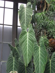 Philodendron melanochrysum with large velvety dark green leaves
