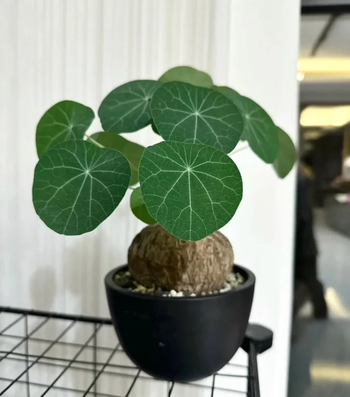 Stephania Cepharantha "Lucky Turtle"
